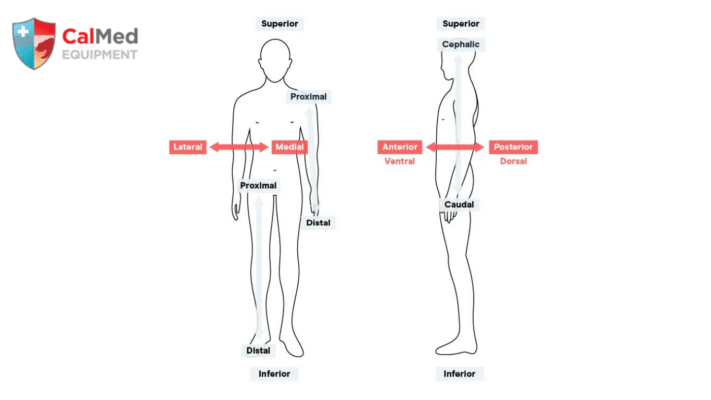 Proper AED Pads Placement: A Life-Saving Guide